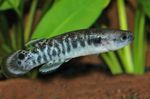 Akvarij Ribe Kryptolebias uočena Foto, opis i briga, uzgoj i karakteristike