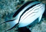  Lamarcks Angelfish  Photo and characteristics