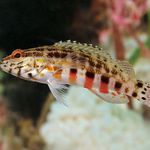 Aquarium Fishes Lantern Bass  Photo and characteristics