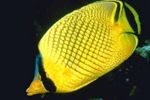  Latticed Butterflyfish  Photo and characteristics