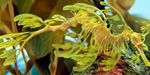 Aquarium Fishes Leafy seadragon  Photo and characteristics