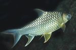 Aquarium Fishes Lemon Fin Barb  Photo and characteristics