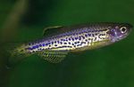 Photo Aquarium Fishes Leopard Danio characteristics