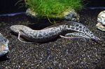  Leopard Lungfish  Photo and characteristics