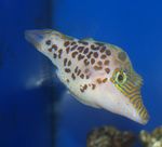 Aquarium Fishes Leopard Puffer  Photo and characteristics