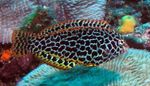 Aquarium Fishes Leopard wrasse  Photo and characteristics