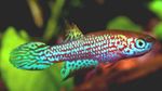 Freshwater Fish Photo Leptolebias 