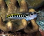 Aquarium Fishes Linear Blenny  Photo and characteristics