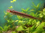 Aquarium Fishes Longnose gar  Photo and characteristics
