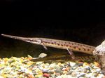 აკვარიუმის თევზი Longnose Gar, Lepisosteus osseus მყივანი სურათი, აღწერა და ზრუნვა, იზრდება და მახასიათებლები