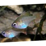  Longspine Cardinalfish  Photo and characteristics