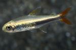 Freshwater Fish Photo Loreto tetra 