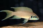 Photo Aquarium Fishes Lyretail cichlid, Princess cichlid characteristics