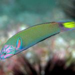 Photo Aquarium Fishes Lyretail wrasse, Moon wrasse characteristics