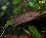 Photo Aquarium Fishes Macropodus concolor characteristics
