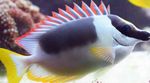 Aquarium Fishes Magnificent Foxface  Photo and characteristics
