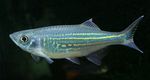 снимка Аквариумни риби Малабар Danio характеристики
