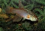 Akvarij Ribe Maratecoara uočena Foto, opis i briga, uzgoj i karakteristike
