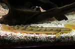 Aquarium Fishes Marbled bichir  Photo and characteristics