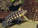 Akvariefisk Marlieri Cichlid, Julidochromis marlieri Spottet Foto, beskrivelse og pleje, voksende og egenskaber