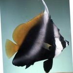 Photo  Masked Bannerfish, Phantom bannerfish characteristics