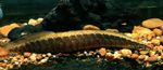 Aquarium Fishes Mastacembelus circumcinctus  Photo and characteristics