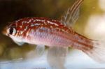 Nuotrauka Akvariumas Žuvys Megalebias charakteristikos