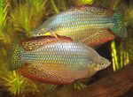 Photo Aquarium Fishes Melanotaenia splendida inornata characteristics