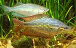 Photo Aquarium Fishes Melanotaenia splendida splendida characteristics