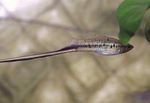 Aquarium Fish Mexican swordtail, Montezuma swordtail, Xiphophorus montezumae Striped Photo, description and care, growing and characteristics