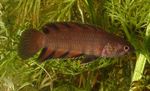 Freshwater Fish Photo Microctenopoma nanum 