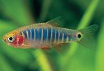 Aquarium Fish Microrasbora, Microrasbora erythromicron Motley Photo, description and care, growing and characteristics