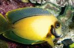 Peixes de Aquário Mimic Lemon Peel Tang, Acanthurus pyroferus Amarelo foto, descrição e cuidado, crescente e características