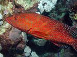 Aquarium Fishes Miniatus Grouper, Coral Grouper  Photo and characteristics