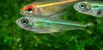 Peixes de Aquário Moenkhausia Intermedia Verde foto, descrição e cuidado, crescente e características