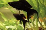აკვარიუმის თევზი Molly, Poecilia sphenops შავი სურათი, აღწერა და ზრუნვა, იზრდება და მახასიათებლები