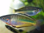  Murray river rainbowfish  Photo and characteristics