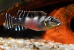 Photo Aquarium Fishes Nanochromis transvestitus characteristics