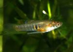 Freshwater Fish Photo Neoheterandria 
