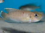Photo Aquarium Fishes Neolamprologus brevis characteristics