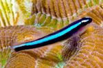 jūras zivis (jūras ūdens) Foto Neona Zila Grunduļu 