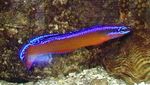 Aquarium Fishes Neon Dottyback  Photo and characteristics