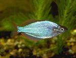  Neon Rainbowfish  Photo and characteristics