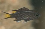 Foto Akvarij Ribe Neopomacentrus karakteristike