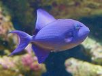  Niger Triggerfish, Red Tooth Triggerfish  Photo and characteristics