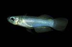 Aquarium Fishes Norman's lampeye  Photo and characteristics