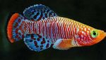 Aquarium Fishes Nothobranchius  Photo and characteristics
