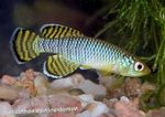 Аквариумни Риби Nothobranchius Син снимка, описание и грижа, култивиране и характеристики