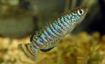 Akvarij Ribe Nothobranchius prugasta Foto, opis i briga, uzgoj i karakteristike