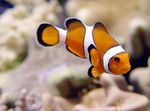  Ocellaris Clownfish  Photo and characteristics
